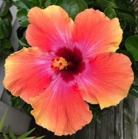 AUGUST: Hibiscus
