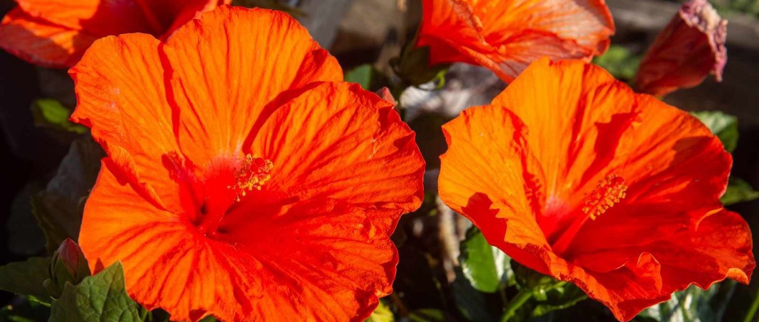 Tropical flower Hibiscus